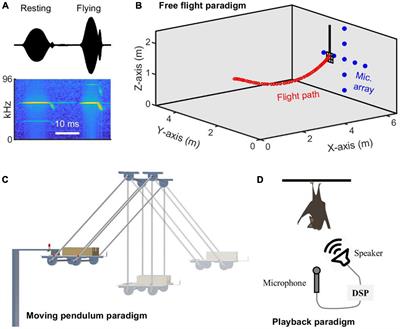 Doppler shift compensation performance in Hipposideros pratti across experimental paradigms